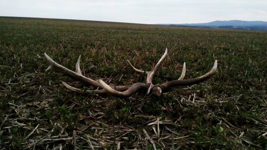 môj prvý tohoročný pár