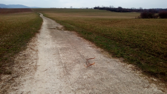 Jeden z tohoročného páru