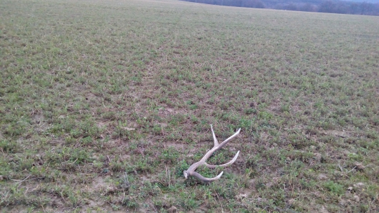 Druhý z tohoročného páru