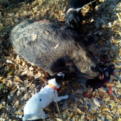 Môj Jack Russel pri ulovenom diviakovi.