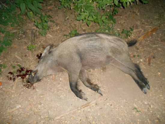 Kanček