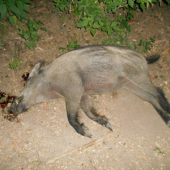 Kanček