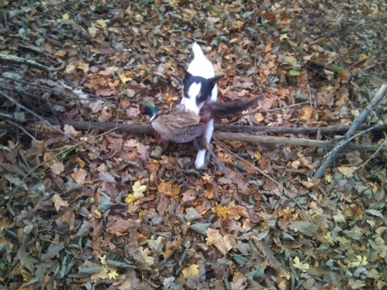 Aj aportovať Vieme :-)