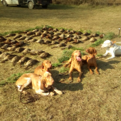 Havkáči pri výrade ;-)