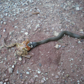 užovka