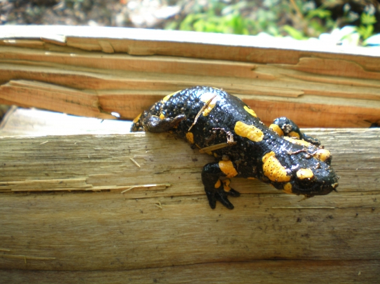 salamandra