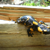 salamandra