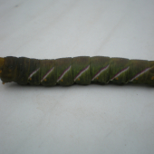 husenica