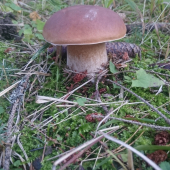 Samotár