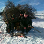 Ulovený lišiak za pomoci Velšteriérov