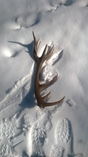 na snehu ešte vidno