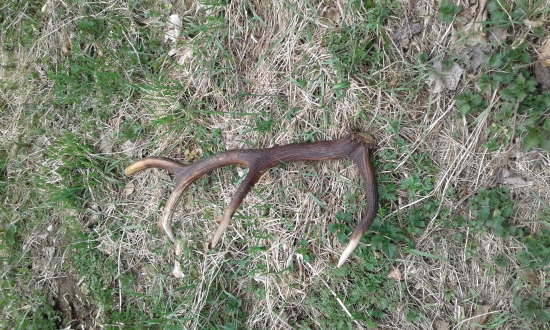 Pri zbere medvedieho cesnaku