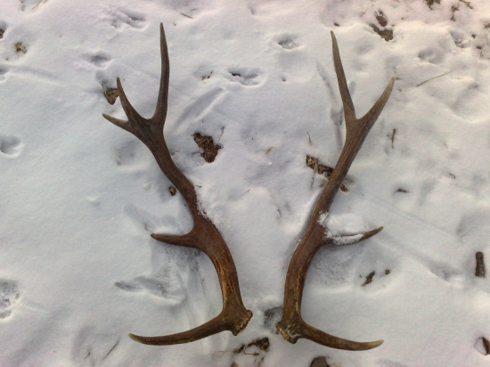 Párka 10torak nepravidelný, 2,5kg