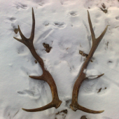 Párka 10torak nepravidelný, 2,5kg