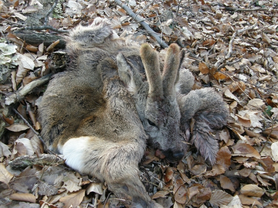 Úlovok pytliaka, niekto je nepoučiteľný, dnes vyvarený, odhad zhruva 9-10rokov