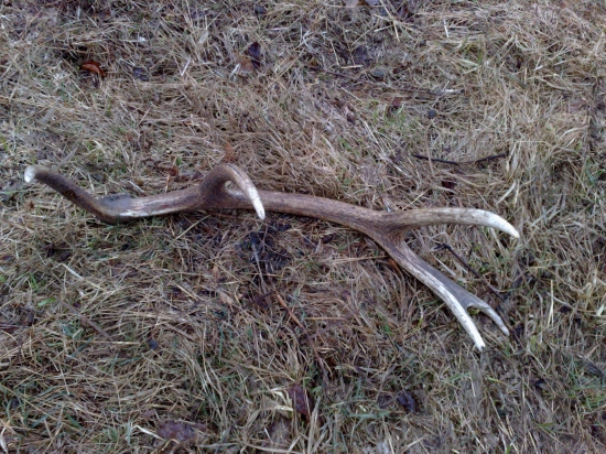 10toráčik 1,2kg  14ks v sezóne