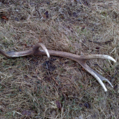 10toráčik 1,2kg  14ks v sezóne