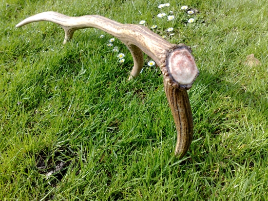 15ks v sezóne Osmoráčik