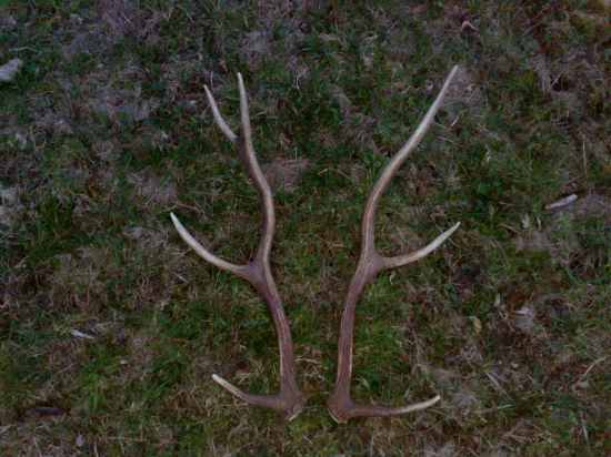 16 a 17 ks v sezóne 1,2kg spolu