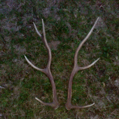 16 a 17 ks v sezóne 1,2kg spolu