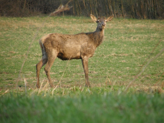Zhodený jeleň