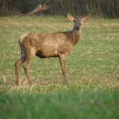Zhodený jeleň