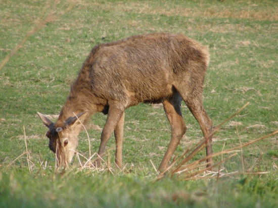 Zhodený jeleň (pohľad na púčnice)