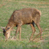Zhodený jeleň (pohľad na púčnice)