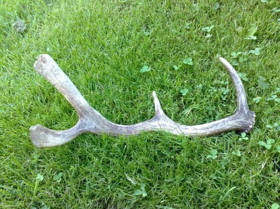 19ks v sezóne, daniel