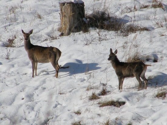 Jelenica a jelienča