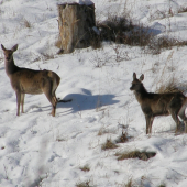 Jelenica a jelienča