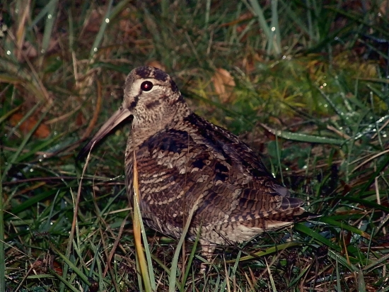 Kde sú tie časi keď sme sluku lovili na jarnom ťahu :-