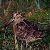 Kde sú tie časi keď sme sluku lovili na jarnom ťahu :-