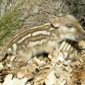 Diviačatá