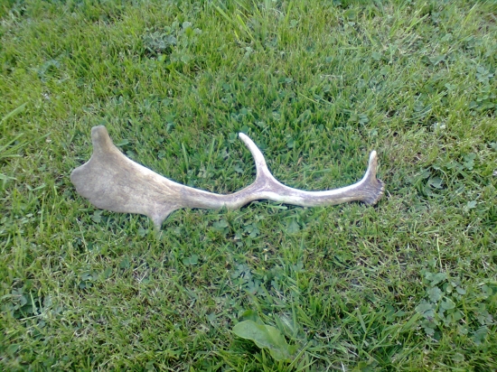 34/2012  taká malá lopatka