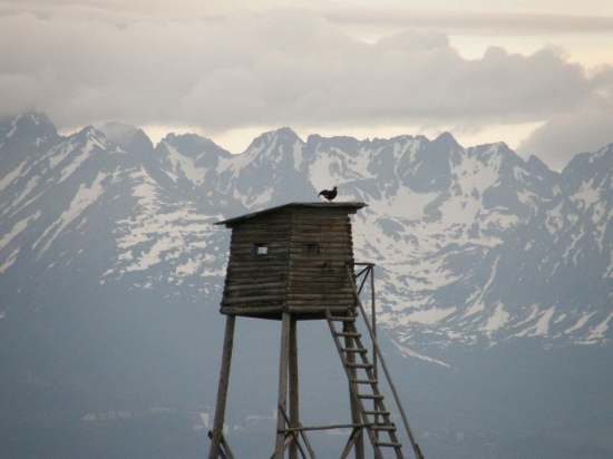 Tokajúci Tetrov Holniak na streche posedu, v pozadí Vysoké Tatry