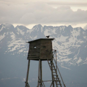 Tokajúci Tetrov Holniak na streche posedu, v pozadí Vysoké Tatry