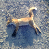 Líšča