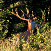 Včerajší krásavec :-D