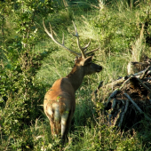 Osmáčik, ešte bledý :-D
