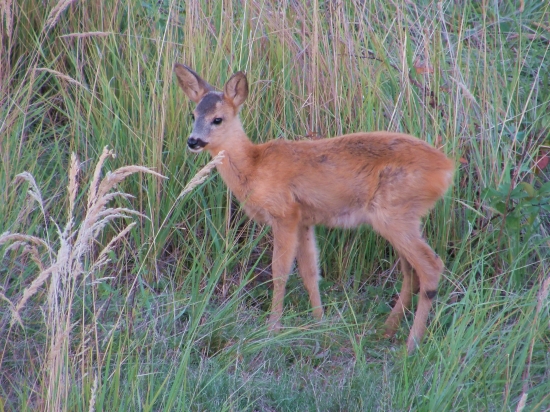 Srnča