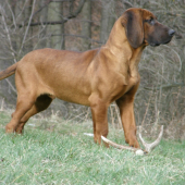 Agarko