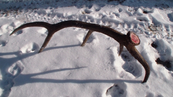 Dnešný desatoráčik, váha 1,2kg 2/2013