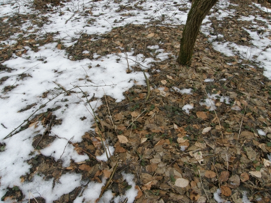 4/2013 Konečne starý :-D , prvý pohľad