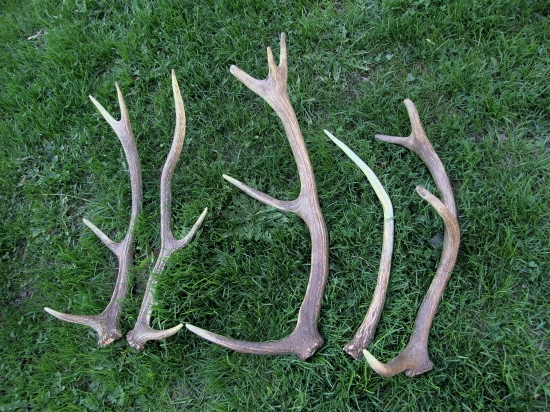 11,12,13,14,15/2013 ks opatilo sa piatok zobrat dovolenku, špicák 51cm