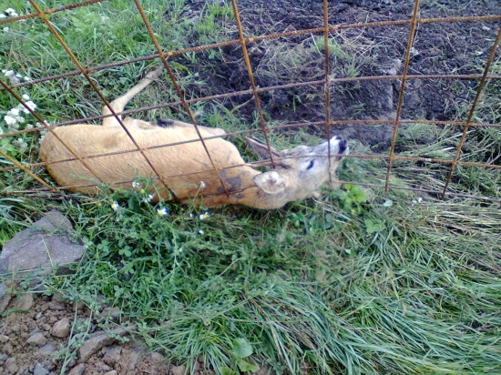 Zachránený v poslednej chvíli