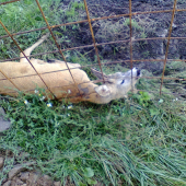 Zachránený v poslednej chvíli