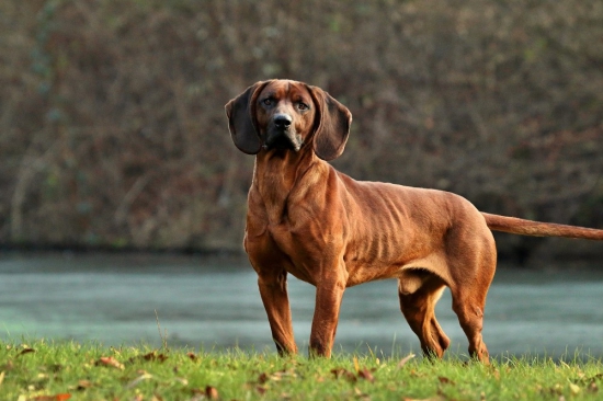 Agar (foto Dušan Schmidt)