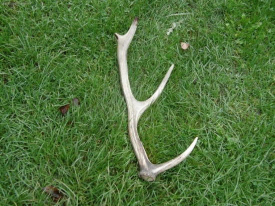 Zabludený