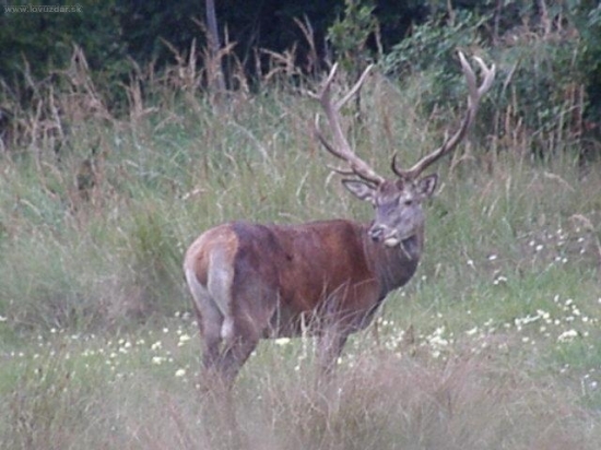 Cervus elaphus